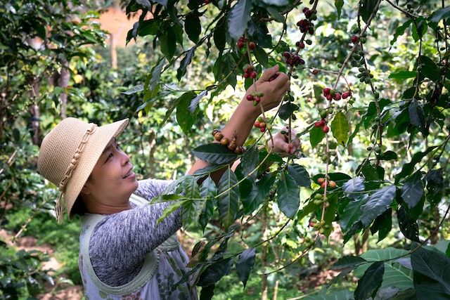 Know Details How to Start a Tree Farm Successfully