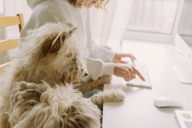 How to Start Your Own Dog Walking Business