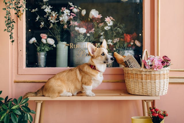 How Can I Start a Dog Walking Business