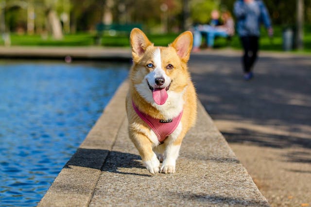 Target Market for Dog Walking