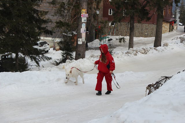 Target Audience for Dog Walking
